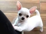 Minik Dişi Teacup Chihuahua