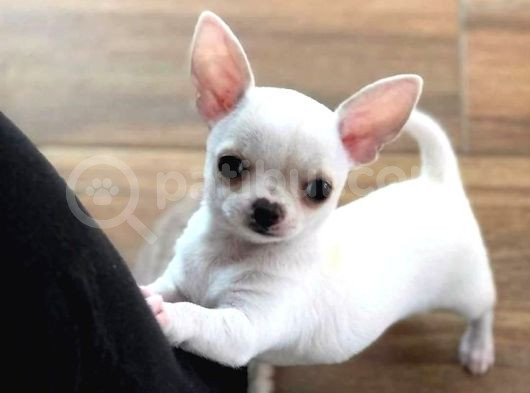 Minik Dişi Teacup Chihuahua görsel