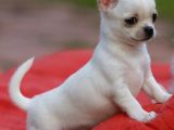 Minik Dişi Teacup Chihuahua