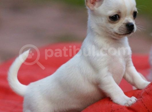 Minik Dişi Teacup Chihuahua görsel