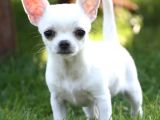 Minik Dişi Teacup Chihuahua