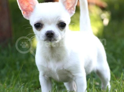Minik Dişi Teacup Chihuahua görsel