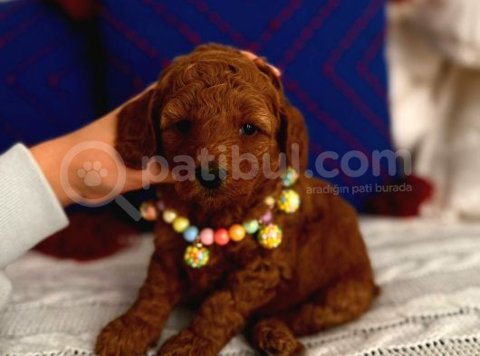 Minyatür Toypoodle Bebek görsel