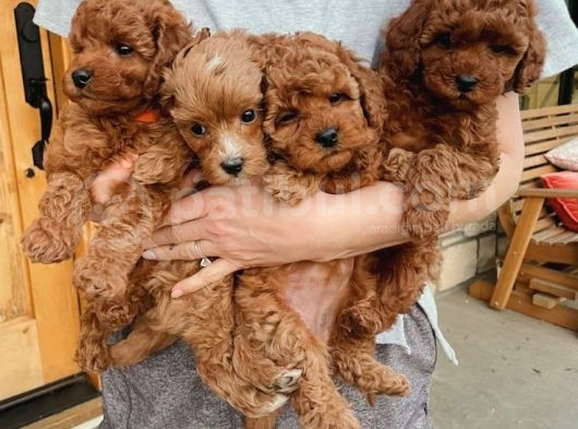 Toy Poodle Yavrularım görsel