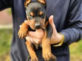 Ki̇ng Doberman Yavrularimiz