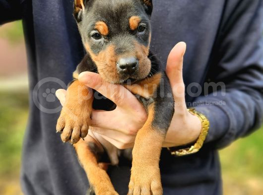Ki̇ng Doberman Yavrularimiz görsel