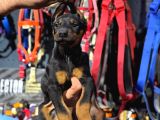 Üst sekmen dişi doberman yavrularımız