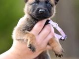 Belçika Malinois Kurdu Yavrularımız Çiftliğimizden Sizlere
