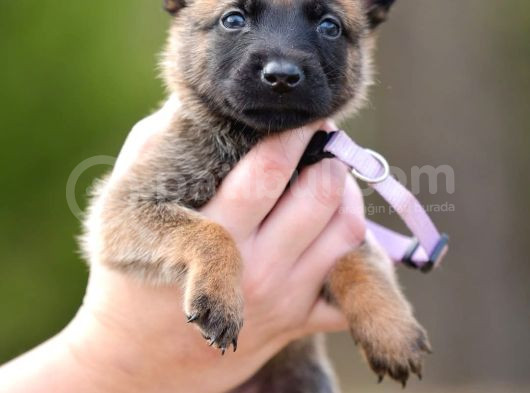 Belçika Malinois Kurdu Yavrularımız Çiftliğimizden Sizlere görsel