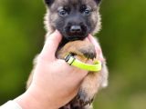 Belçika Malinois Kurdu Yavrularımız Çiftliğimizden Sizlere