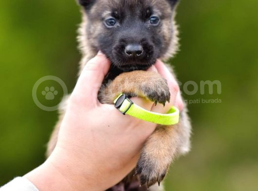 Belçika Malinois Kurdu Yavrularımız Çiftliğimizden Sizlere