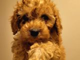 Poodle Ayarında Red Ve Kıvırcık Toypoodle Yavrumuz