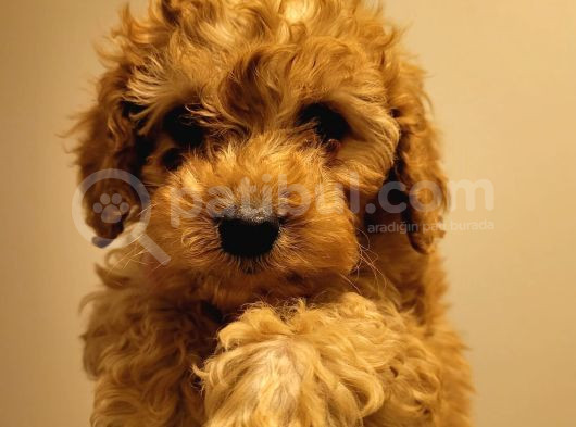 Poodle Ayarında Red Ve Kıvırcık Toypoodle Yavrumuz görsel