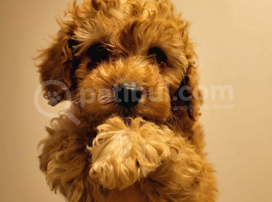 Poodle Ayarında Red Ve Kıvırcık Toypoodle Yavrumuz