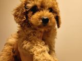 Poodle Ayarında Red Ve Kıvırcık Toypoodle Yavrumuz