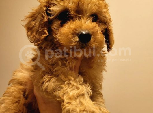 Poodle Ayarında Red Ve Kıvırcık Toypoodle Yavrumuz görsel