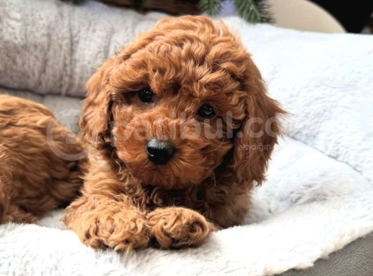 Baby Face Toy Poodle Bebekleri̇mi̇z görsel