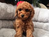 GERÇEK TOY POODLE YAVRULARI