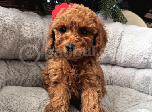 Gerçek Toy Poodle Yavrulari