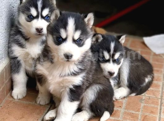 Muhteşem Husky Yavrulari