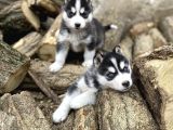 Muhteşem Husky Yavrulari