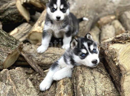 Muhteşem Husky Yavrulari görsel