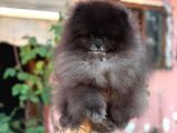 Si̇yah Orji̇nal Boo Pomerani̇an Garanti̇li̇ Yavrumuz