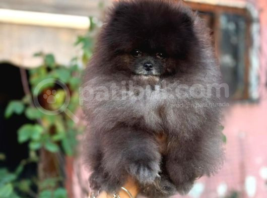 Si̇yah Orji̇nal Boo Pomerani̇an Garanti̇li̇ Yavrumuz görsel