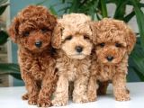 Toy Poodle Yavrularimiz Evi̇ni̇zi̇n Neşesi̇ Olacaktir