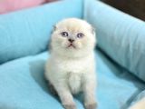 Pamuk Tüylü Blue Point Scottish Fold Yavrumuz