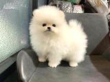 Pomeri̇an Boo Teddy Bear Yavrular