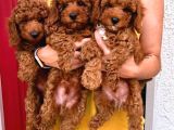Toy Poodle Yavrularimiz Evi̇ni̇zi̇n Neşesi̇ Olacaktir