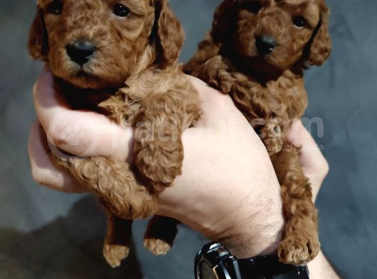Toy Poodle Yavrularimiz Evi̇ni̇zi̇n Neşesi̇ Olacaktir