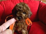 Toy Poodle Yavrularimiz Evi̇ni̇zi̇n Neşesi̇ Olacaktir