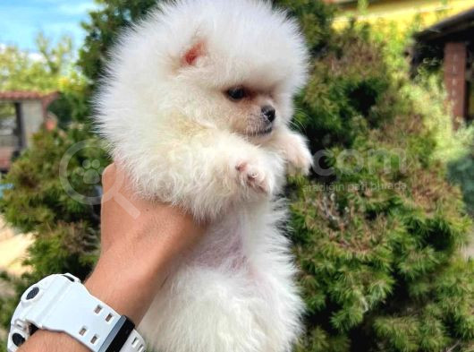 Pomeri̇an Boo Teddy Bear Yavrular görsel