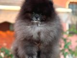 Si̇yah Orji̇nal Boo Pomerani̇an Garanti̇li̇ Yavrumuz