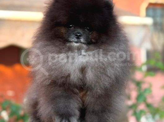 Si̇yah Orji̇nal Boo Pomerani̇an Garanti̇li̇ Yavrumuz görsel