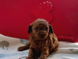 Kore Toy Poodle Bebeklerim