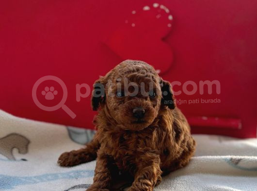 Kore Toy Poodle Bebeklerim görsel