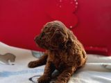 Kore Toy Poodle Bebeklerim