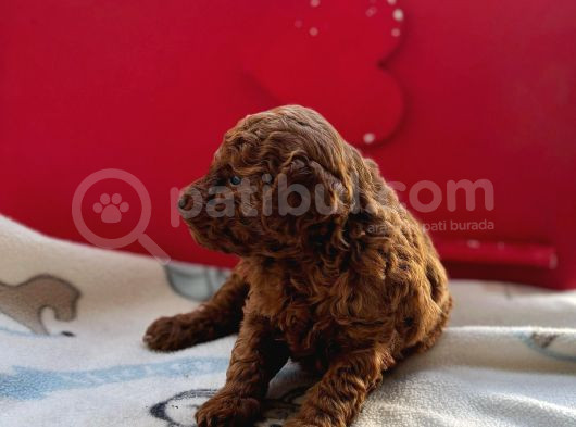 Kore Toy Poodle Bebeklerim görsel