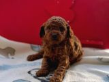 Kore Toy Poodle Bebeklerim