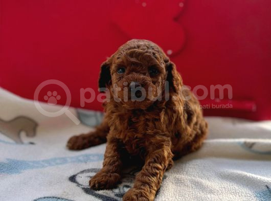 Kore Toy Poodle Bebeklerim görsel