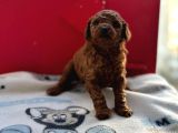 Kore Toy Poodle Bebeklerim