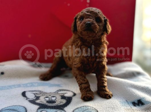 Kore Toy Poodle Bebeklerim görsel
