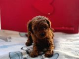 Kore Toy poodle bebeklerim