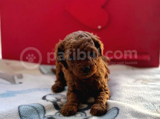 Kore Toy Poodle Bebeklerim