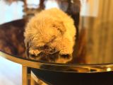 Tr De Tek Güzellikle Teacup Maltipo