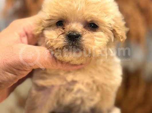 Tr De Tek Güzellikle Teacup Maltipo görsel