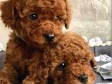 Ev doğumlu red poodle bebekler